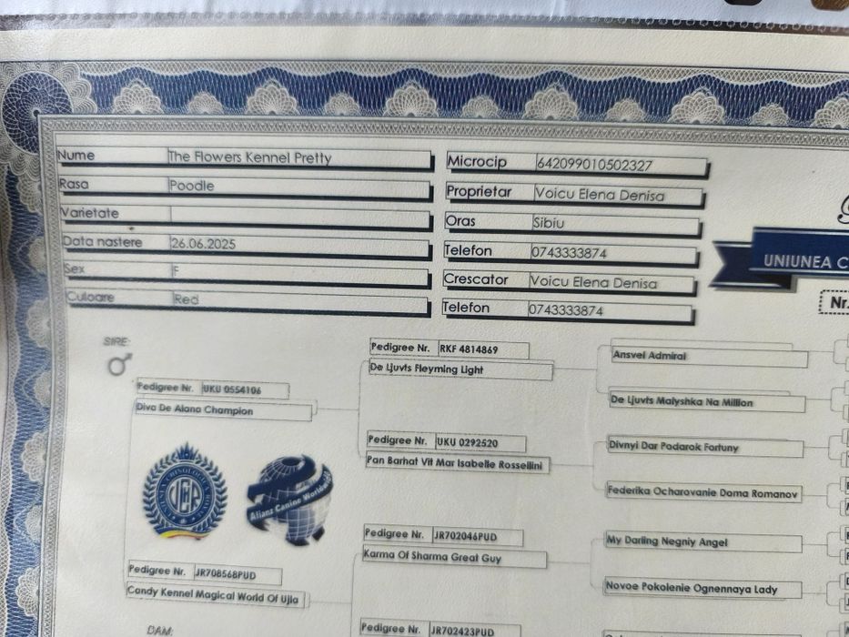 Fetiță pudel cu pedigree caută altă casă