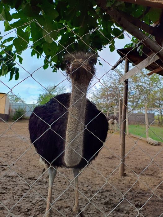 Struți de vânzare – 4 masculi + 1 femelă (2 ani și 4 luni)