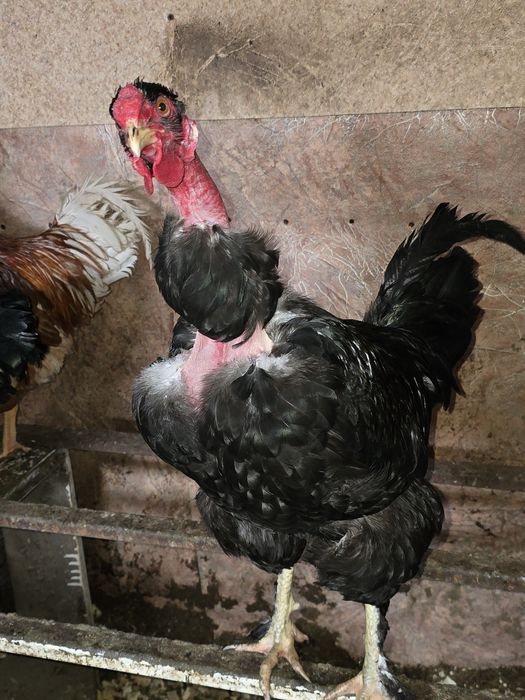 Продам Петушков!