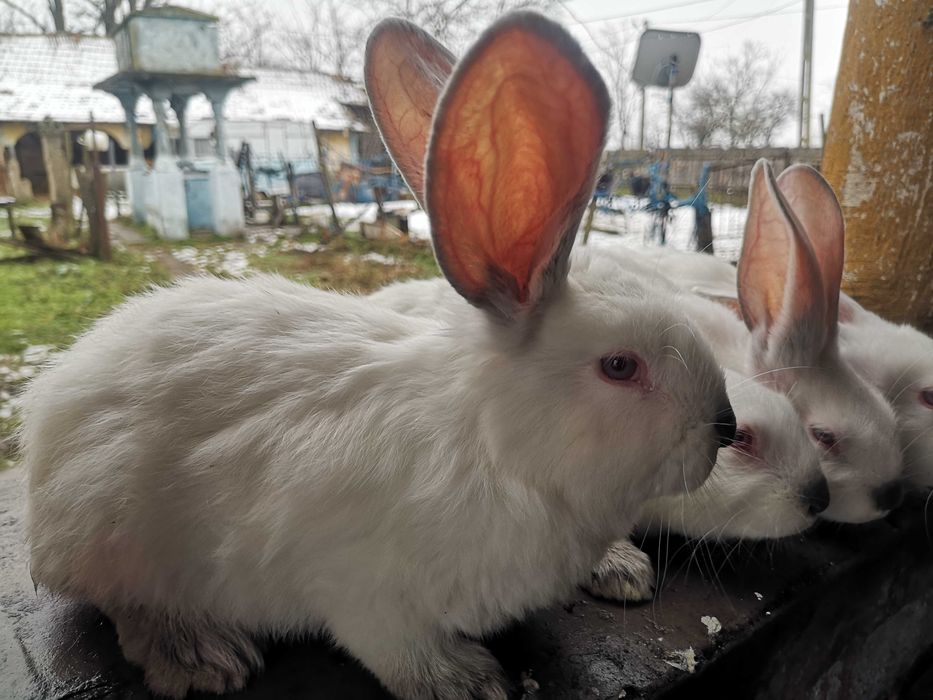 Iepuri Hycole Francez - rasă bună pentru carne!