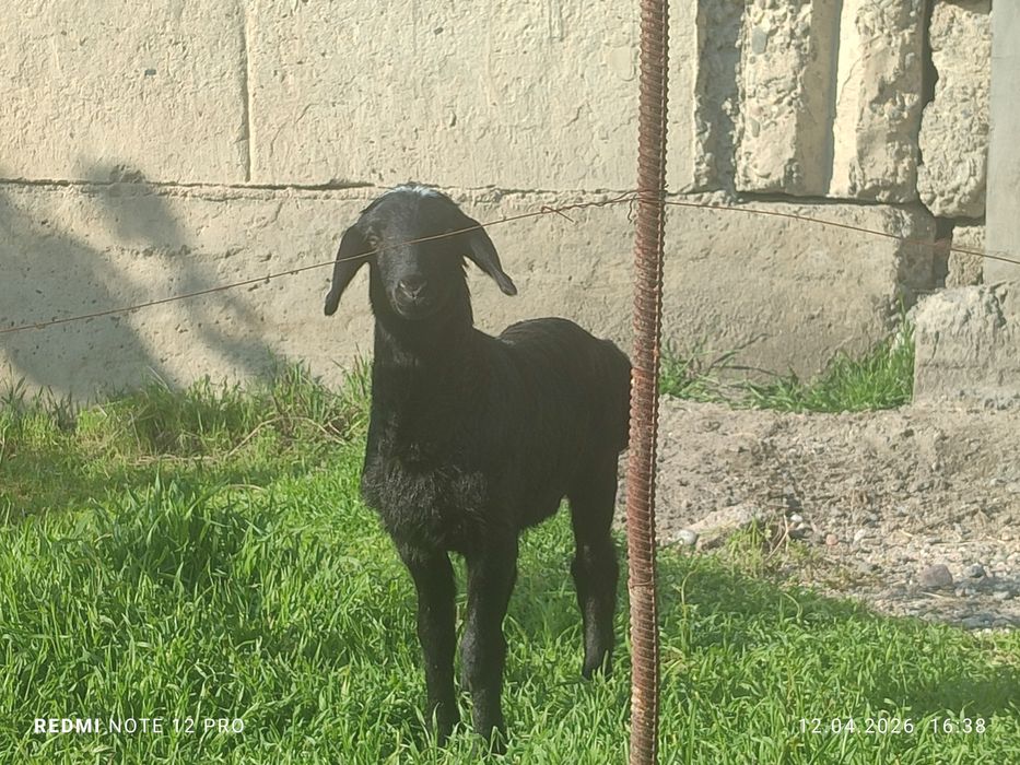 Кузилар сотилади 2 ойлик