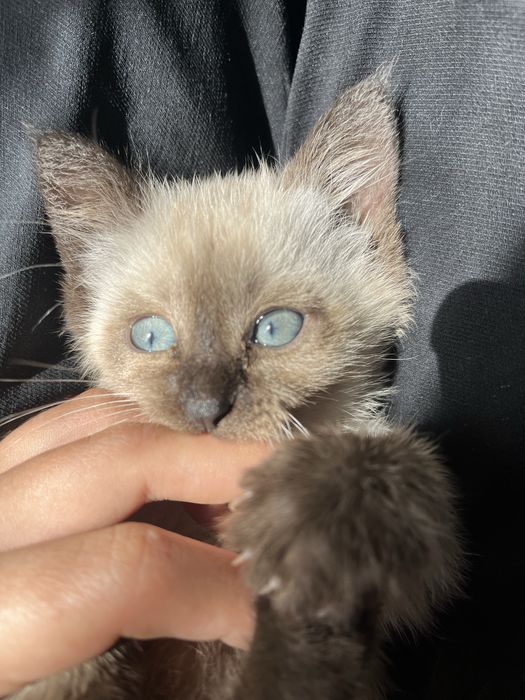 Сиамская кошка девочка