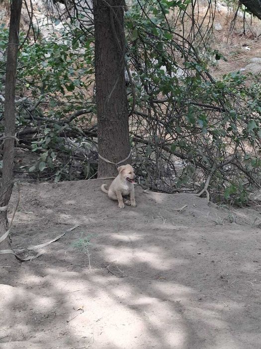 Отдам щеночков в добрые руки бесплатно