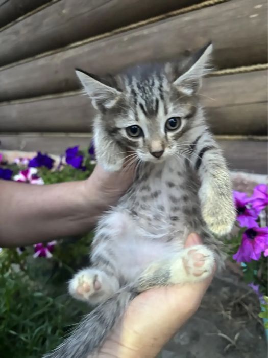 Отдам котят 2.5 мес