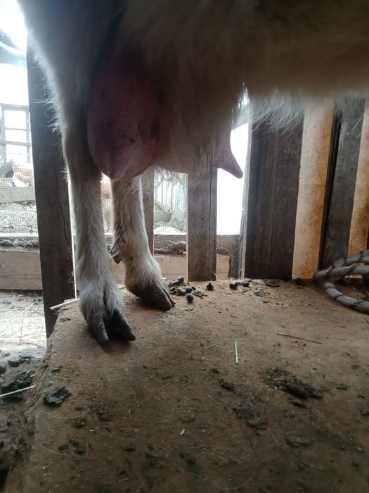 Продаётся коза с козлятами