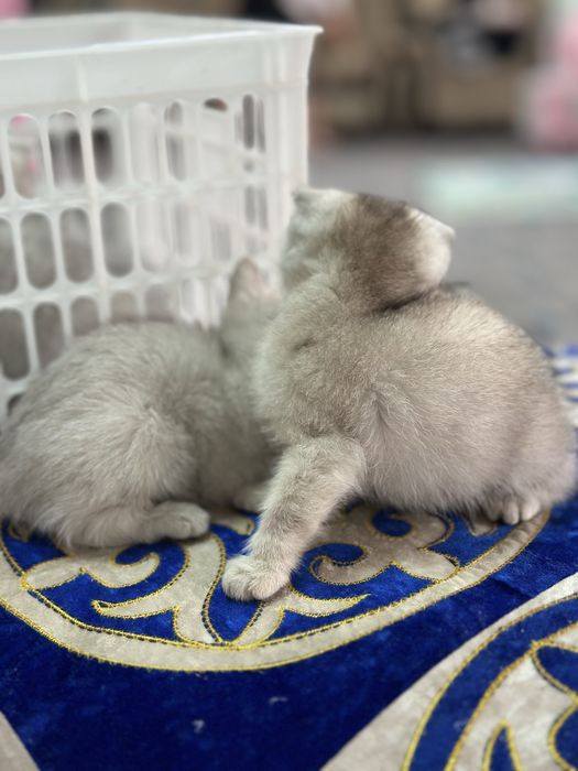 Шиншилла  котята