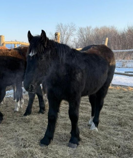 Продам тяжеловозов жеребчиков