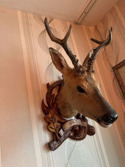 Трофейный чучело косули