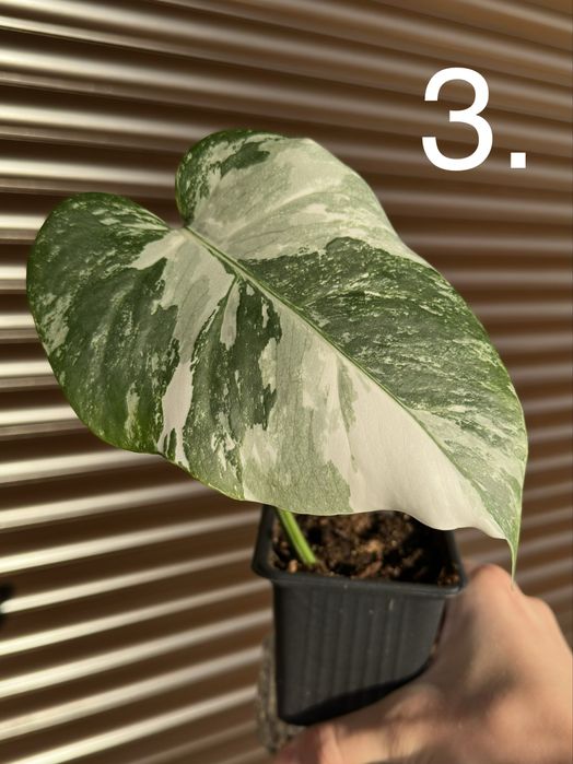 Monstera Albo Variegated (Монстера Албинос)