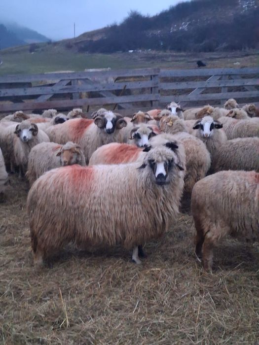 Vand o oie la 4 fatare