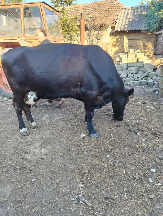 Vând vacă preț Negociabil