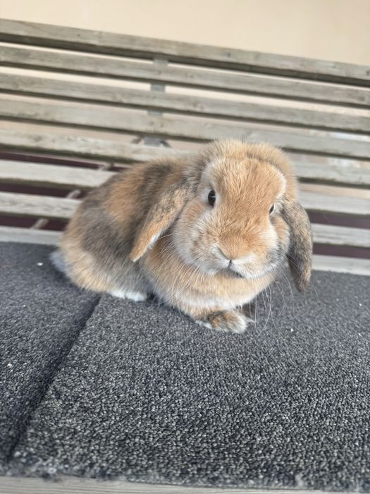 Karlik quyon sotiladi samka