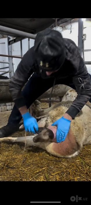 Veterinariya xizmati