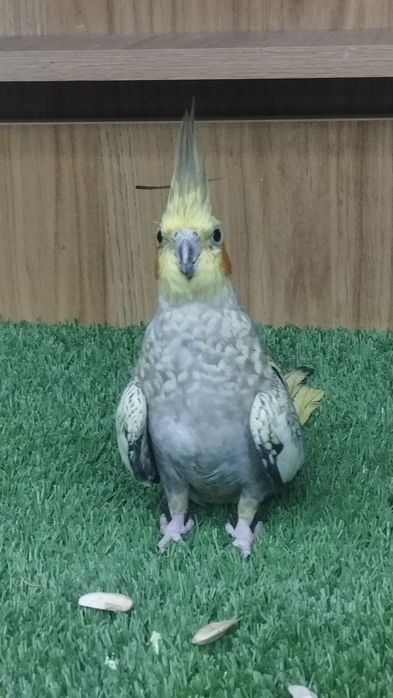 Продам ручные кареллы