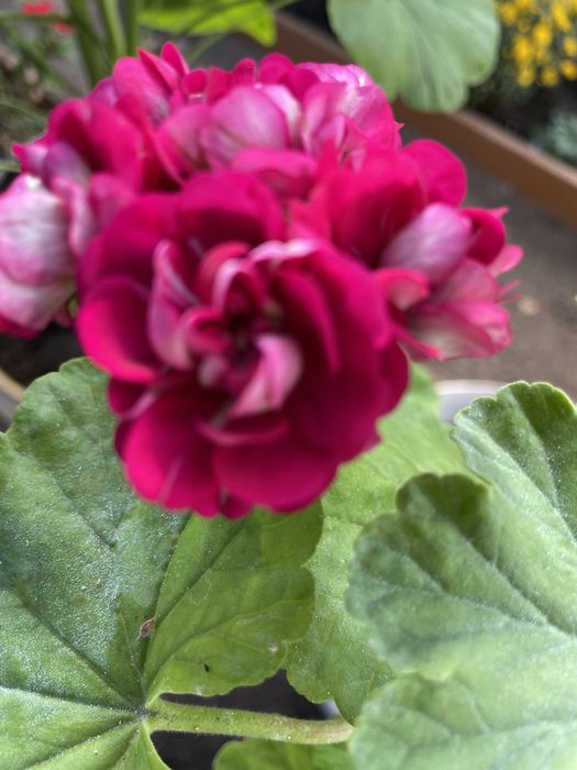 Продам комнатные цветы