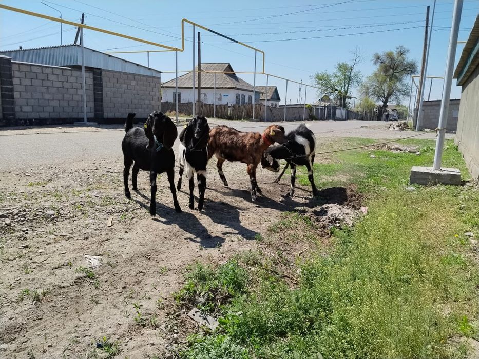 Продам коз камори нубы