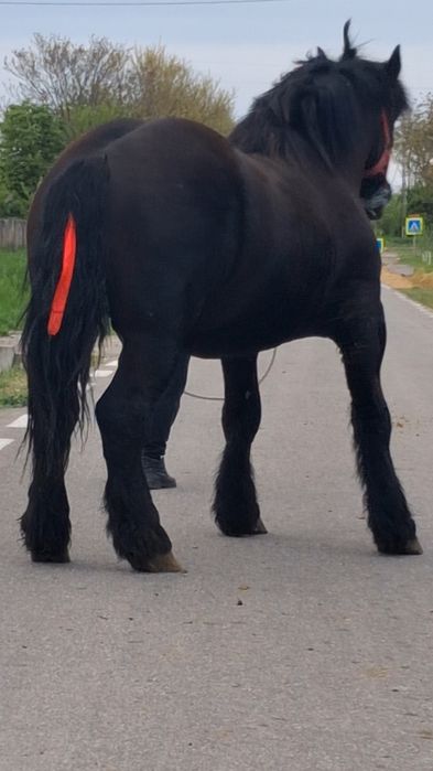 Vând manz Negru corb