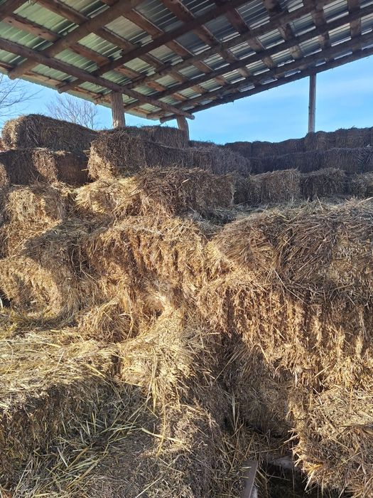 Vând baloți de lucernă și borceag.