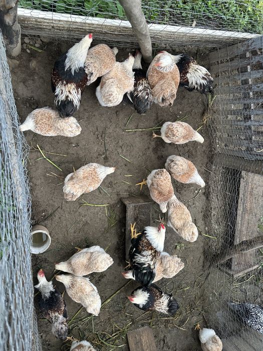 Oua incubat Wyandotte pitic somon