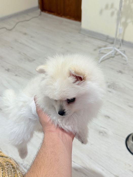 Кученце померан..