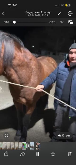 Айгыр Жеребец мугаджар в расвете сил