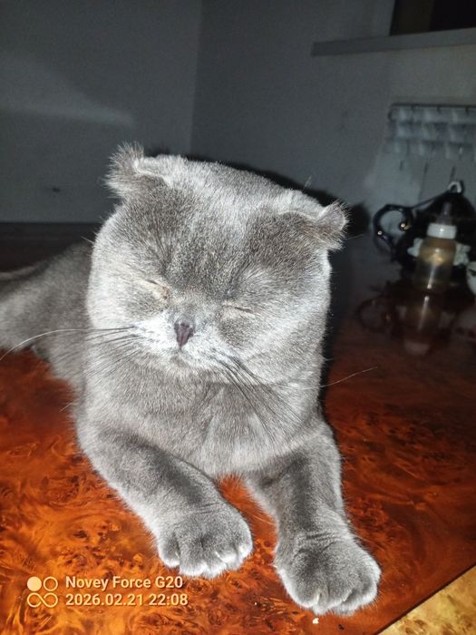 Muwuk parodali juda aqlli