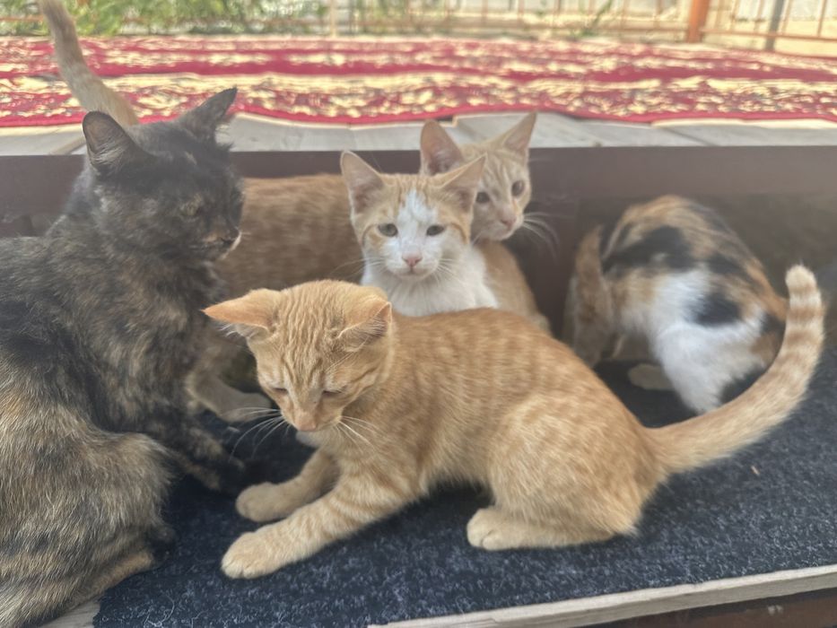 Котята бесплатно