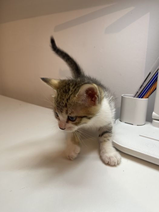Продам котенков 1,5 месяца