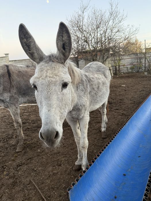 Продавам магарета