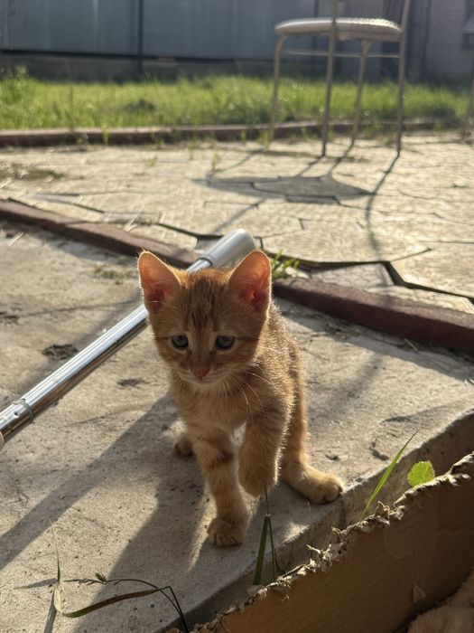 Отдам котенка 1,5 мес