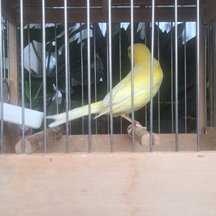 Vând canari slavujari 2025