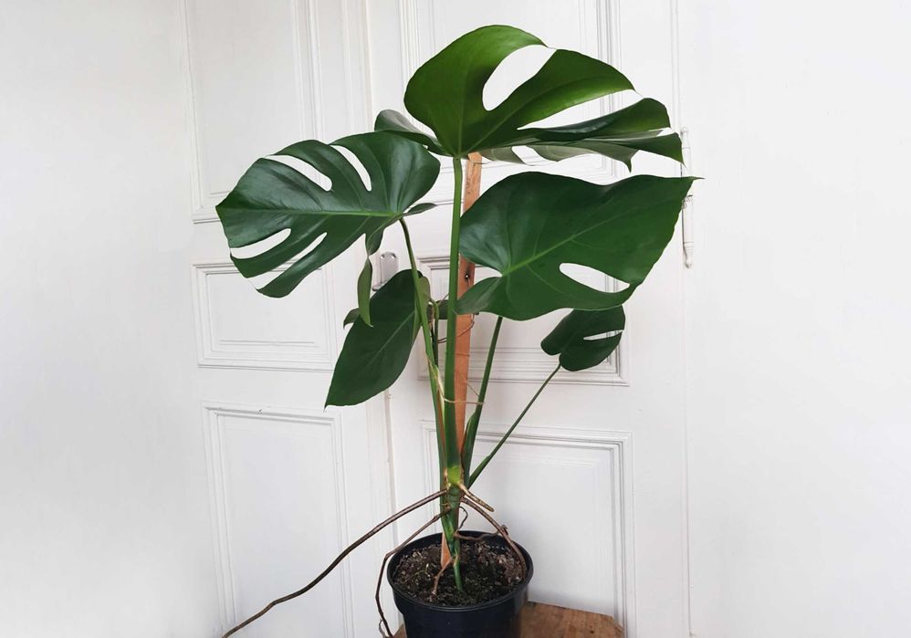 Planta tanara si sanatoasa de Monstera Deliciosa
