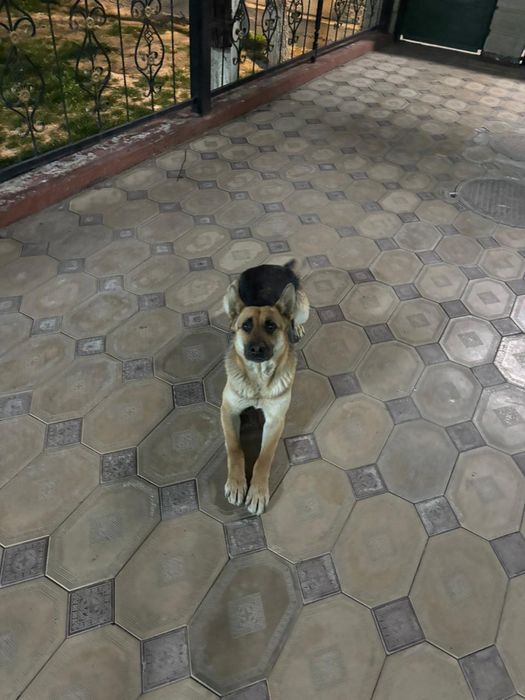 Немецкое овчарка