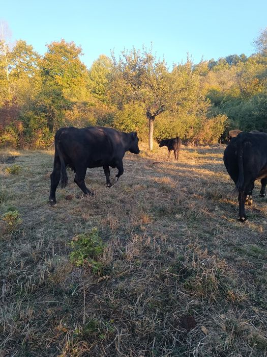 Vaci aberded Angus
