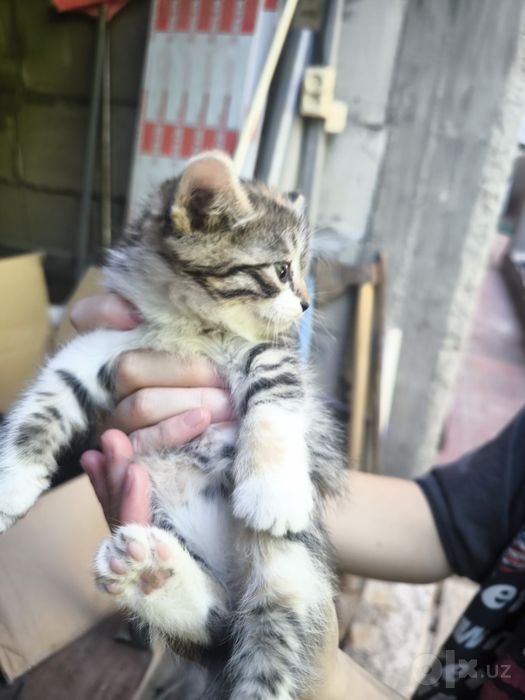 Вислоухий котенок скотиш фолд
