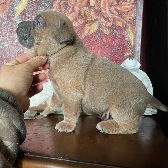 Американский булли