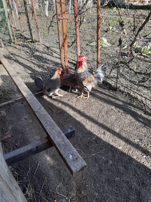 Vând găini care fac oua verzi-turcoaz