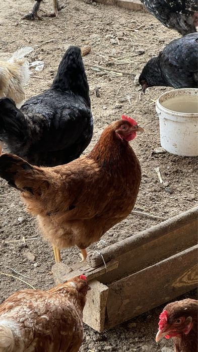 Яйца петух курица