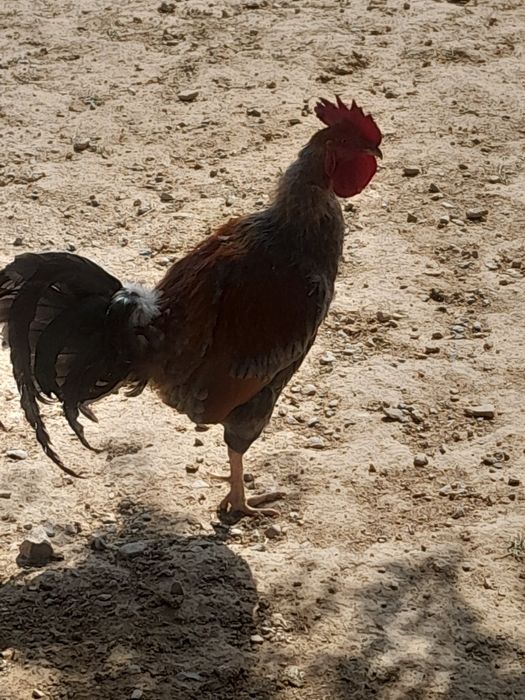 Кораз сатылад ..