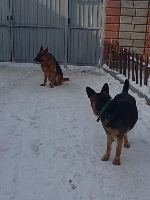 Продаю немецких овчарок