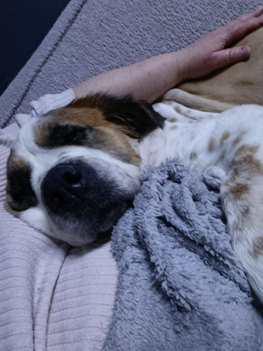 Ищу надёжный дом для Сонички.