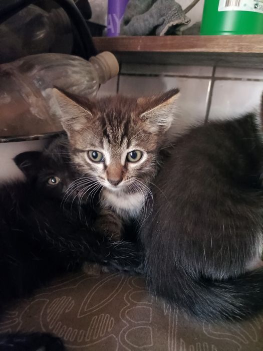 Отдам котят в добрые руки