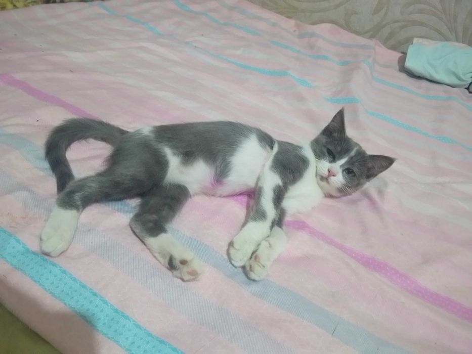 Котик в добрые руки!
