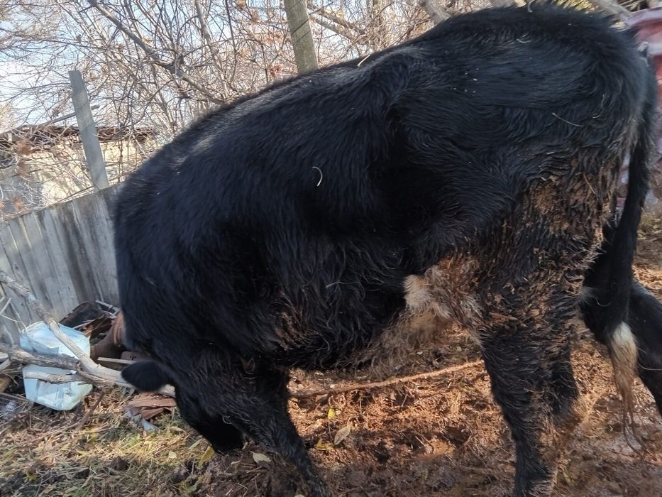 Домашние коровы, молочные