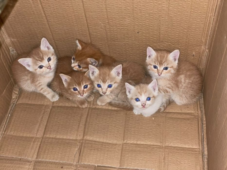 Продается котята
