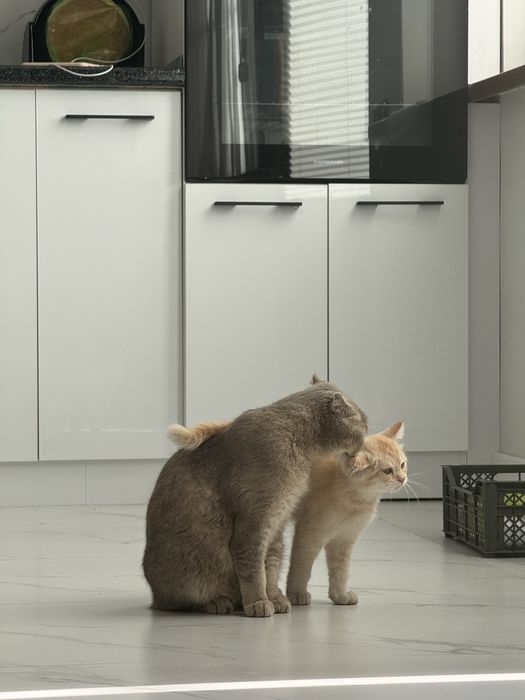 Mushuk sotiladi malochniy /1 ta o’gil