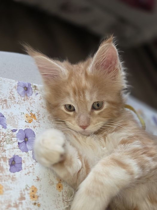 Disponibili 3 femele și un mascul