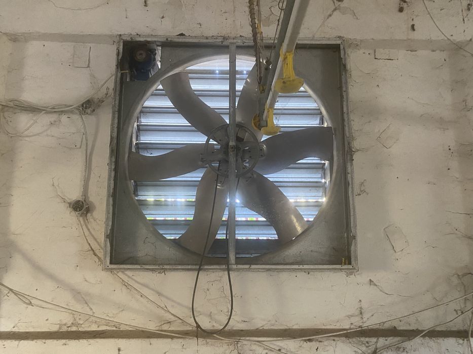 Linie furajare pui curcani