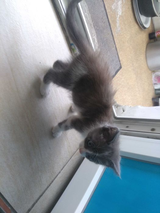 Котёнок в добрые руки!