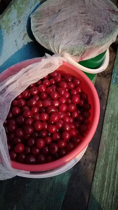 Продам вишню, доставка